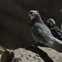 تعدادی تهرانی معاوضه با شهرستانی|پرنده|شریف‌آباد, |دیوار