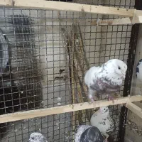 کبوتر پرشی عالی|پرنده|تهران, طیب|دیوار