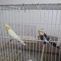 عروس هلندی مولد