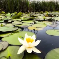 رویا نیست صاحب ویلا کنار آب شو با شرایط ویژه|فروش خانه و ویلا|گلپایگان, |دیوار