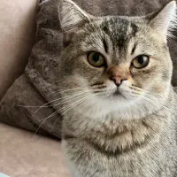 گربه بریتیش نر