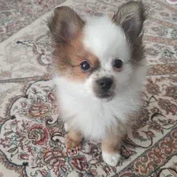 توله پامر روباهی سه ماهه شناسنامه دار