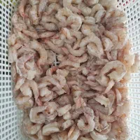 ماهی و میگو تازه صید روز بوشهر|خوردنی و آشامیدنی|تهران, دانشگاه شریف|دیوار