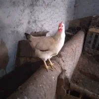 فروش مرغ تازه به تخم اومده