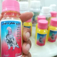 کبوتر رنگی و مسافتی|پرنده|مشهد, کوی المهدی|دیوار