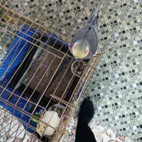 عروس هلندی مولد سخن گو|پرنده|پاکدشت, خاتون آباد|دیوار