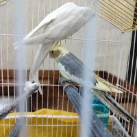 جفت عروس هلندی