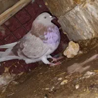 کفتر|پرنده|خنداب, |دیوار