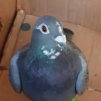 کبوتر عالی|پرنده|محلات, |دیوار