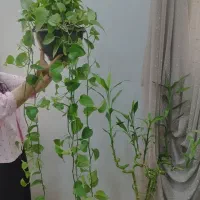 گل و گیاه اپارتمانی