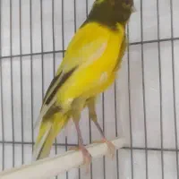 قناری. و عروس هلندی|پرنده|باقرشهر, |دیوار