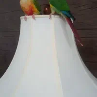 فروش دو عدد طوطی گرینچیگ