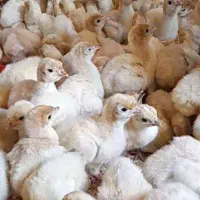 جوجه بوقلمون بیوتی فوق سنگین زرین جوجه شمال