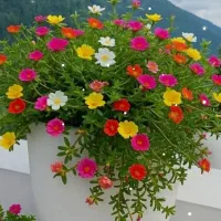 گل باغچه ای ناز آفتابی