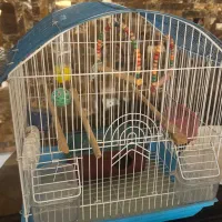 قفسه پرنده|لوازم جانبی حیوانات|کرج, مهرویلا جنوبی|دیوار