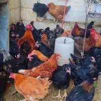 خروس و مرغ قربونی درب منزل رایگان