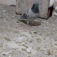 پلاکی مسافتی، بقلمو، خروس