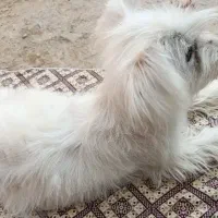 سگ پاکوتاه