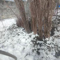 نهال گیلاس تک دانه و آلبالو پیوندی دانه ای 149تومن