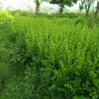 فروش عمده گل وگیاه