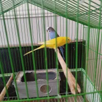 جفت مرغ عشق