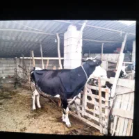 گاو و گوساله بسیار خوش هیکل