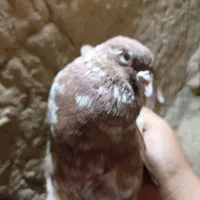 کبوتر سرور