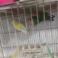 11عددکوتوله برزیلی فول اهلی وتخمدار   آیهان