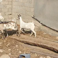 نری بز گیسه