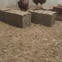 فروش تخم نطفه دار ویاندوت بلورد