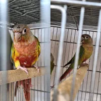 جفت گرینچیک پیش مولد