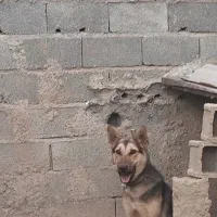 سگ نژاد ژرمن