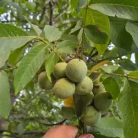 گردو بکار،زندگی پربار بردار