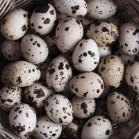تخم نطفه دار بلدرچین