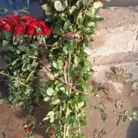 گل رز|گل و گیاه طبیعی|تهران, شهرک فردوس (حسینی)|دیوار