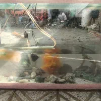 اکواریوم کامل|ماهی|لردگان, |دیوار