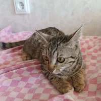 واگذاری گربه dsh  با وسایل رایگان