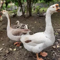 ۵عددقاز|حیوانات مزرعه|احمدسرگوراب, |دیوار