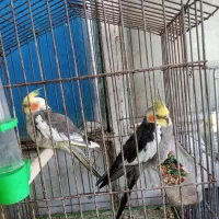 عروس هلندی