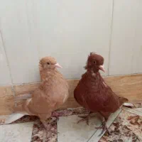 کفتر  سرخ دم سفید و زرد دم سفید  و یک مینا سبز