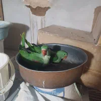 جوجه شاه طوطی