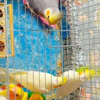 پرنده گان عروس هلندی و طوطی برزیلی