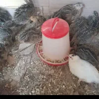 بلدر چین نر 4عدد