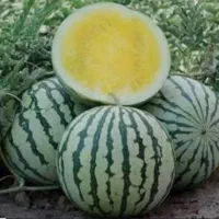 خریدارم(( هندوانه آناناسی و انواع هندوانه گرد))