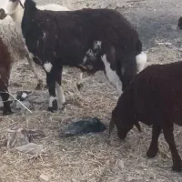 قوچ میش بز|حیوانات مزرعه|تربتحیدریه, کوی شهید احمدزاده ملکی|دیوار