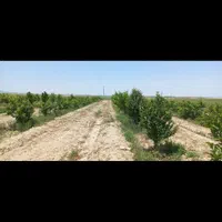یک هکتاروپانصدمتر ملک چاه پنج کیلومتری فریمان|فروش زمین و ملک کلنگی|مشهد, اروند|دیوار