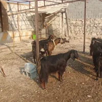 ۲۰راس بز ابستن و زاییده|حیوانات مزرعه|برازجان, |دیوار