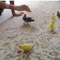 عروس هلندی و مرغ عشق