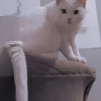 گربه پرشین زیبا