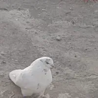 کبوتر اخمو پرش سنگین|پرنده|سرخنکلاته, |دیوار